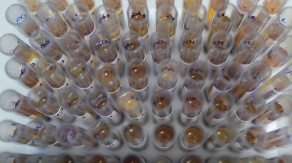 Uso de medicamento oferecido no SUS reduz casos de malária no Brasil