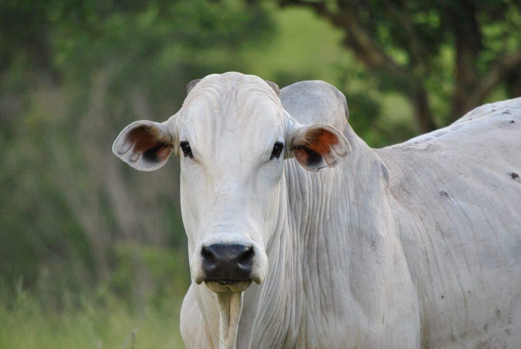 Boi gordo recua R$ 3 em Três Lagoas, enquanto arroba da vaca mantém preço