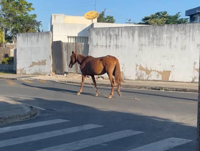 Prefeitura explica como funciona o processo de apreensão de animais soltos nas ruas de Três Lagoas