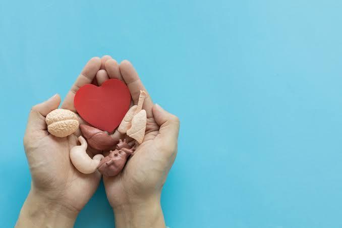 Setembro Verde: idosos também podem ser doadores vivos de órgãos