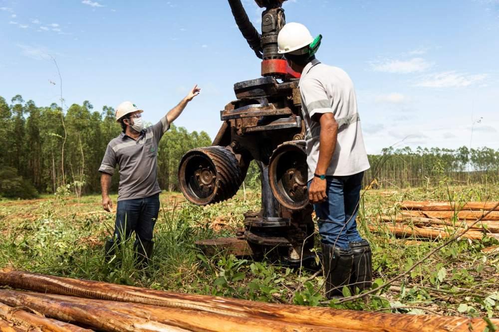Suzano abre 15 vagas de emprego em Mato Grosso do Sul, com oportunidades em Três Lagoas