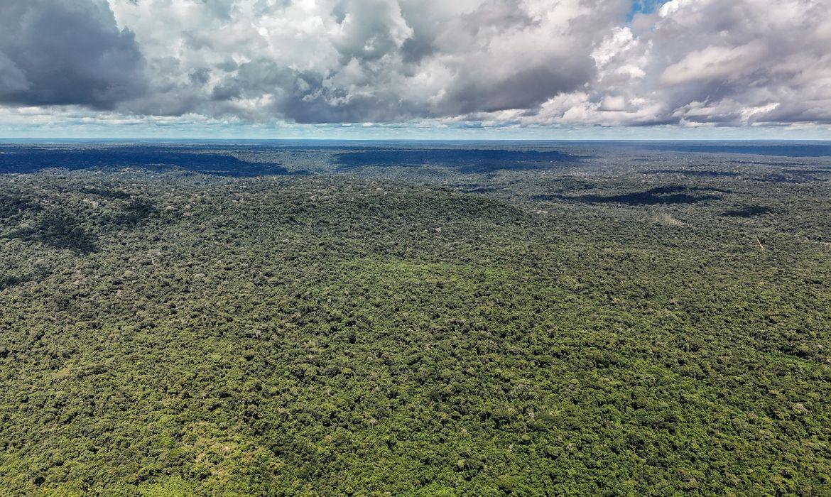 MapBiomas: Amazônia registra menor nível de desmatamento em 41 anos