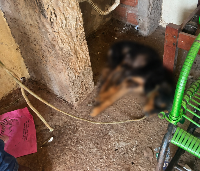 Prefeitura e Polícia atuam em conjunto no resgate de animal vítima de maus-tratos no Jardim Itamarati