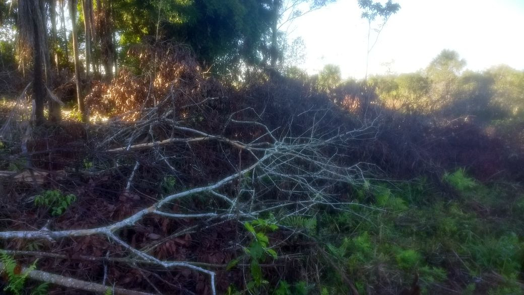 PMA autua proprietário rural por desmatamento e exploração ilegal de madeira