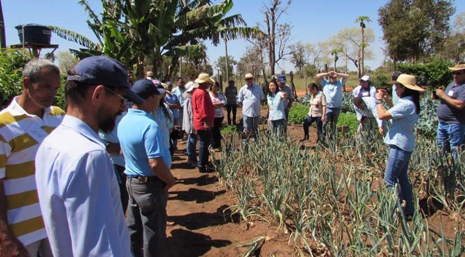 Projeto busca implementar o cultivo de cebola entre agricultores familiares Projeto busca implementar o cultivo de cebola entre agricultores familiares