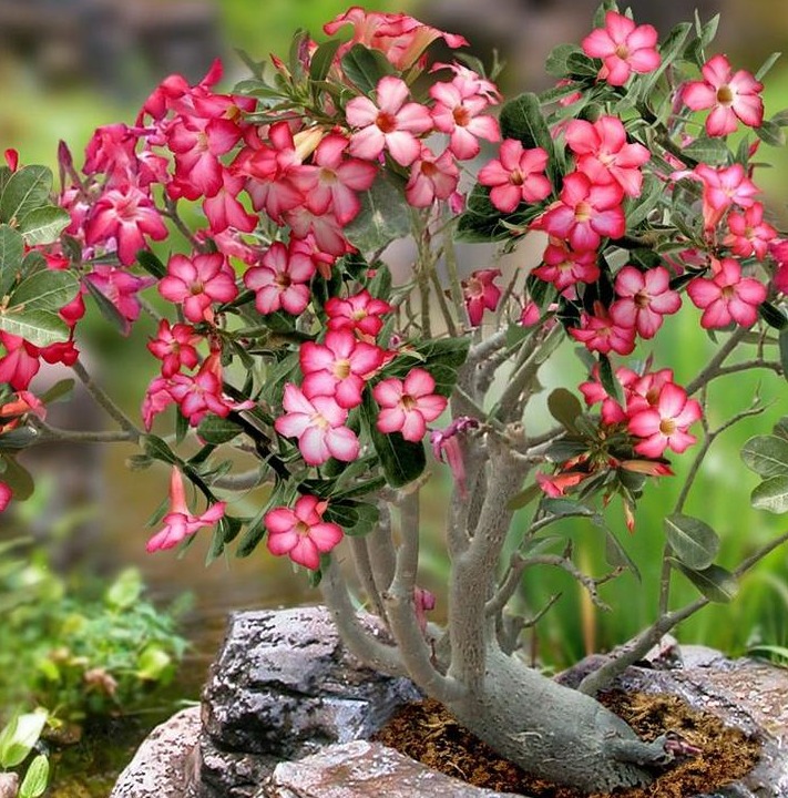 Cultura promove Exposição de Rosas do Deserto e Orquídeas na quarta-feira