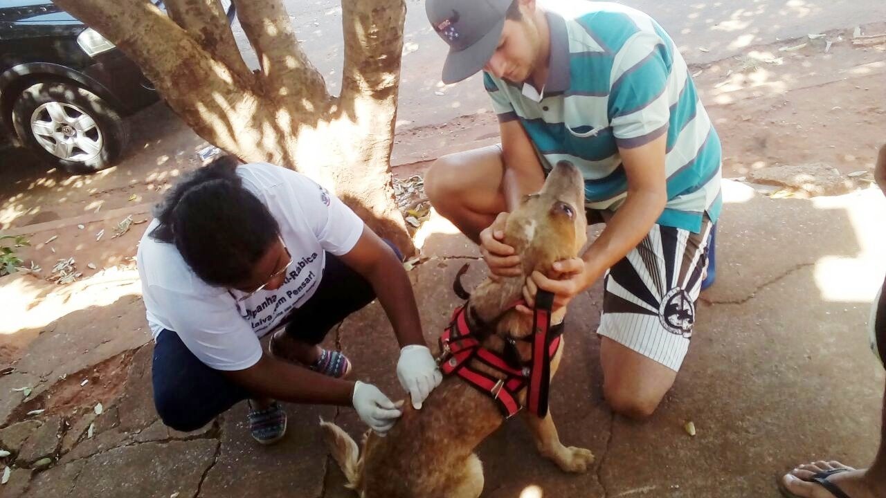 Mais de 700 animais foram imunizados contra a raiva em Brasilândia