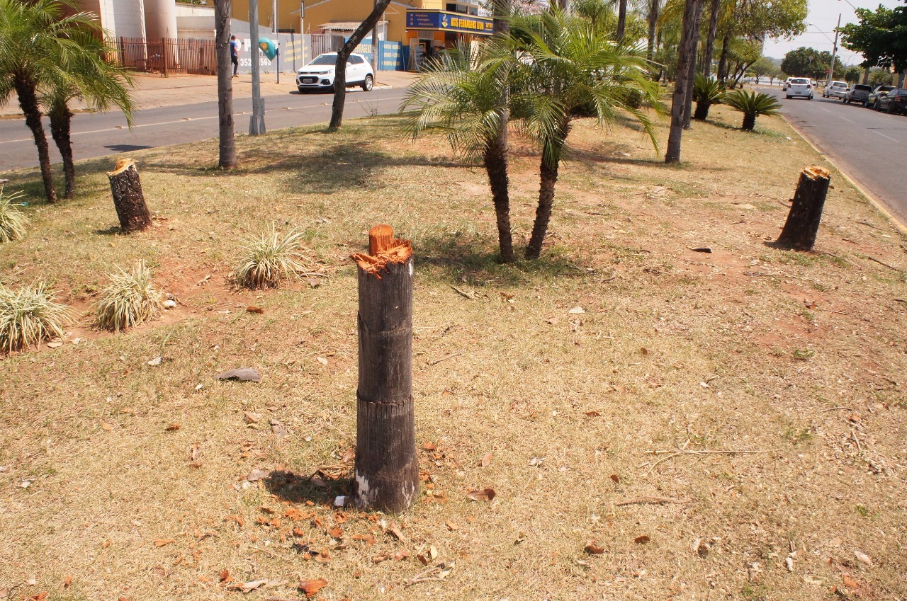 Corte de árvores em cruzamento de avenidas expõem ineficiência da Secretaria do Meio Ambiente