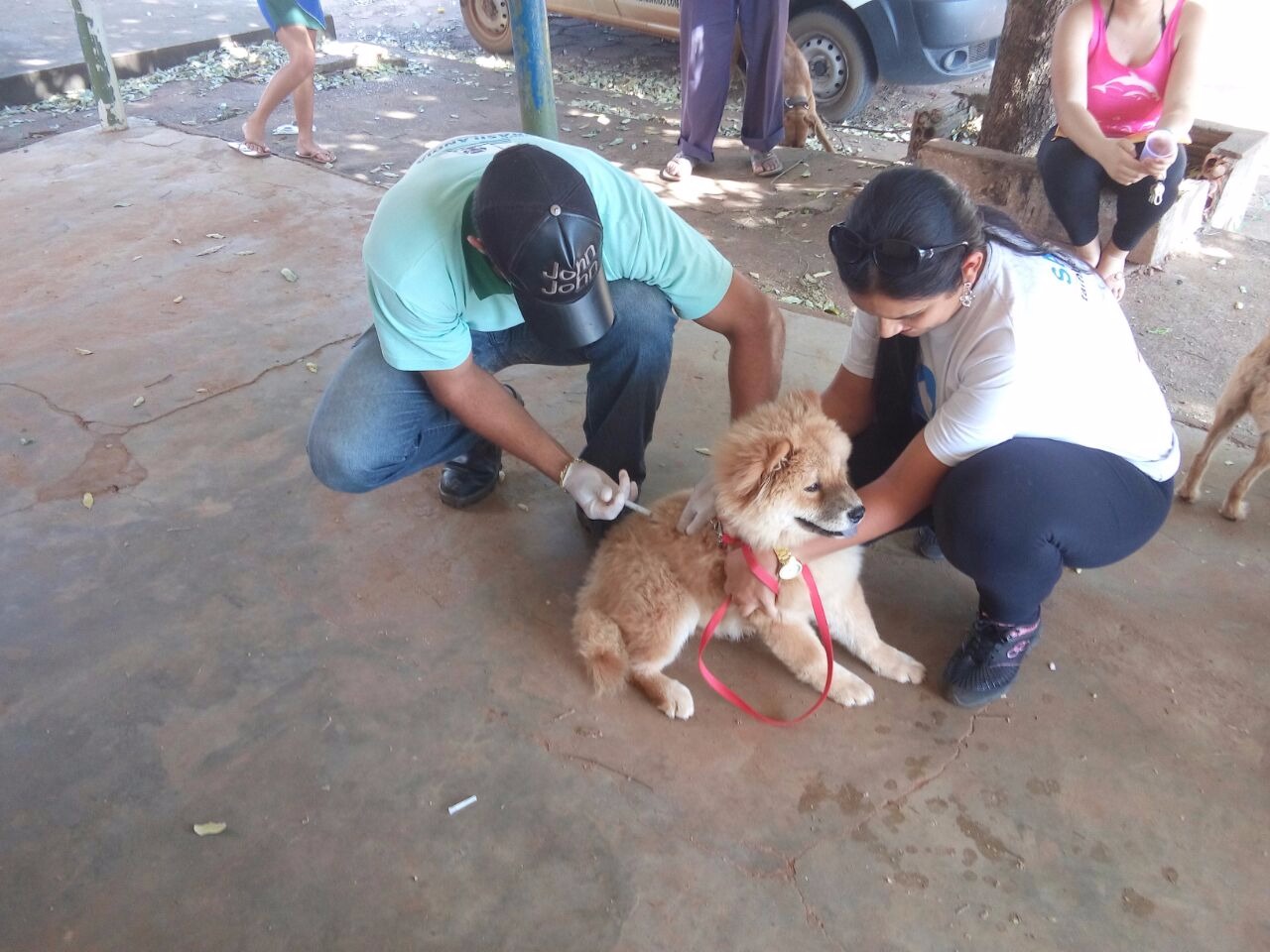 Mais de mil animais já foram vacinados em Brasilândia Mais de mil animais já foram vacinados em Brasilândia