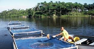Seriedade do Estado ajuda Selvíria sediar polo nacional de produção de peixes Seriedade do Estado ajuda Selvíria sediar polo nacional de produção de peixes