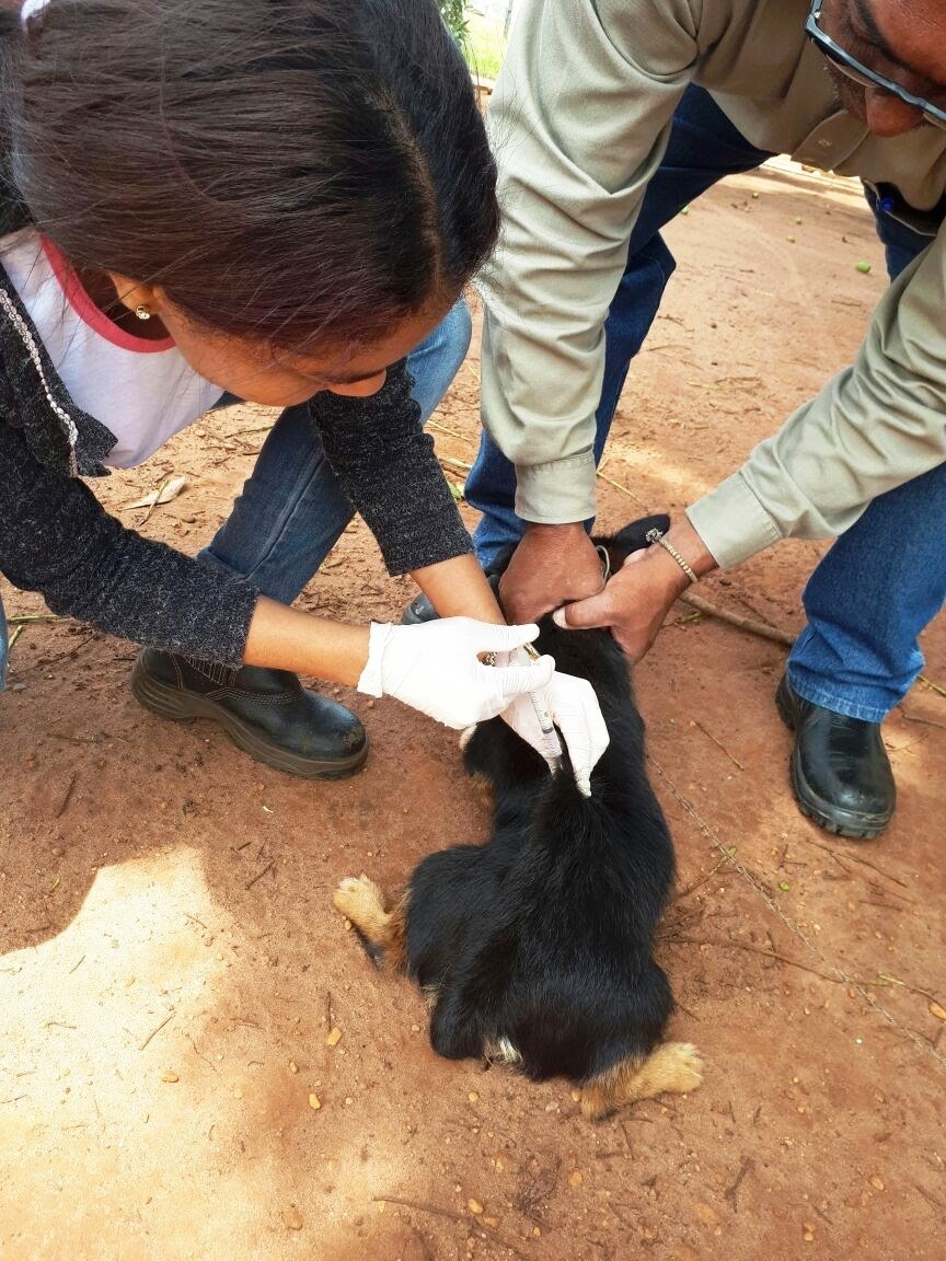 Mais de 1.500 animais já foram vacinados em Brasilândia Mais de 1.500 animais já foram vacinados em Brasilândia