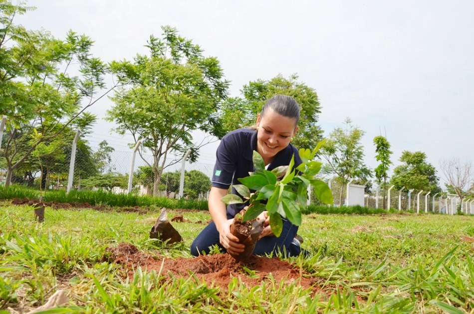 Projeto Áreas Mais Verdes atinja a marca de mais de duas árvores plantadas por dia