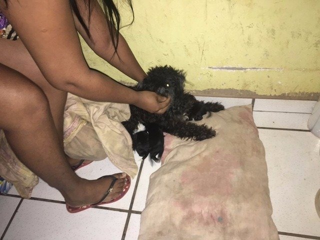 Homem é multado em R$ 2 mil por agredir cadela após denúncia da própria mulher