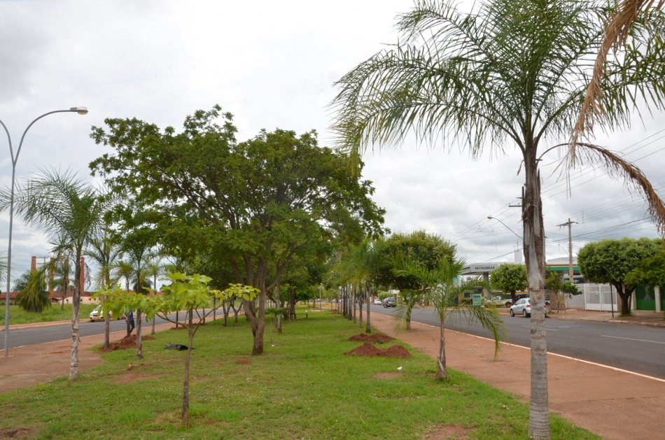 Palmeiras-gueroba retiradas da Clodoaldo Garcia estão sendo replantadas em avenidas de Três Lagoas Palmeiras-gueroba retiradas da Clodoaldo Garcia estão sendo replantadas em avenidas de Três Lagoas