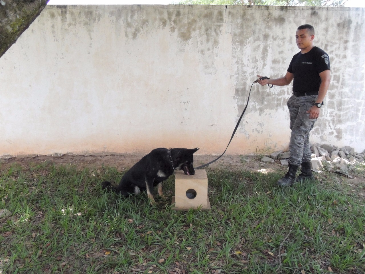 Policiais da Força Tática realizam instruções para operações com cães Policiais da Força Tática realizam instruções para operações com cães