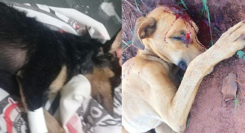 “Thor” e “Neguinha”, vítimas de maus tratos não resistem e morrem “Thor” e “Neguinha”, vítimas de maus tratos não resistem e morrem