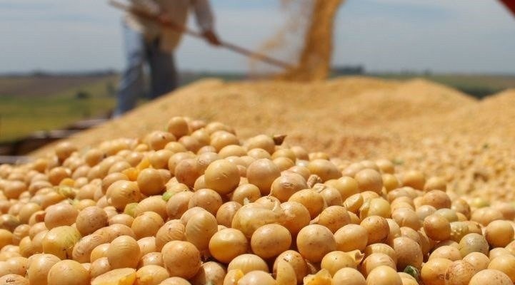 Em MS, preço da saca de soja tem alta de 29,28% no período de um ano Em MS, preço da saca de soja tem alta de 29,28% no período de um ano