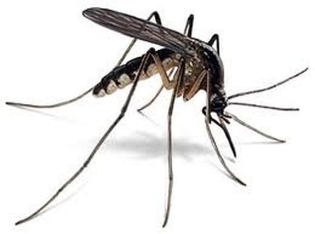 Mais dois casos de Leishmaniose humana são confirmados em Três Lagoas