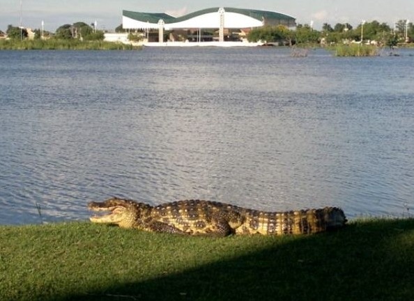 Segundo Ibama, retirada de jacarés da Lagoa Maior está quase concretizada Segundo Ibama, retirada de jacarés da Lagoa Maior está quase concretizada