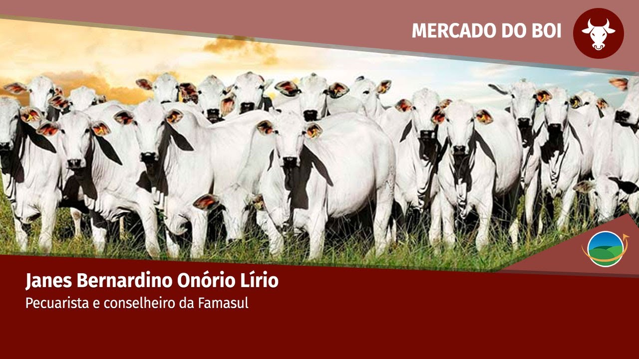 Falta de concorrência trava venda de animais; JBS é responsável por 80% da demanda Falta de concorrência trava venda de animais; JBS é responsável por 80% da demanda