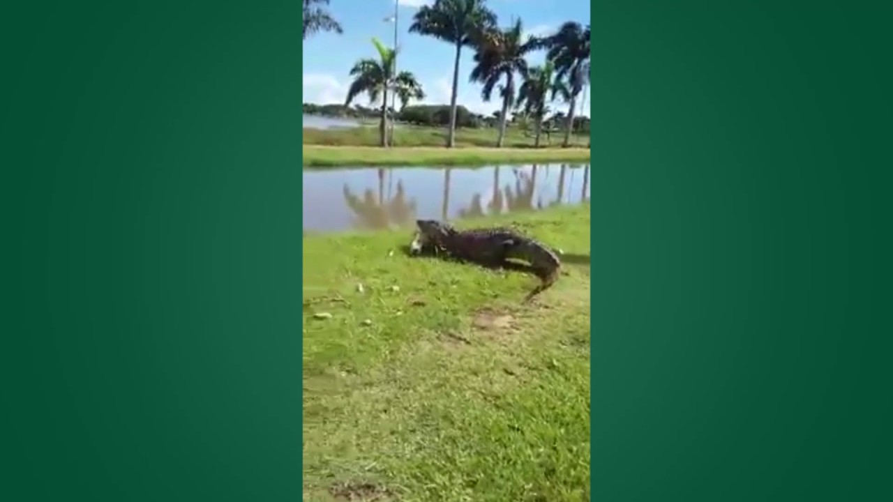 Vídeo de Jacaré atacando cachorro na Lagoa Maior viraliza em Três Lagoas